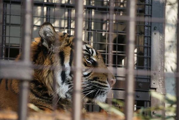 a tiger is daydreaming in its iron cage