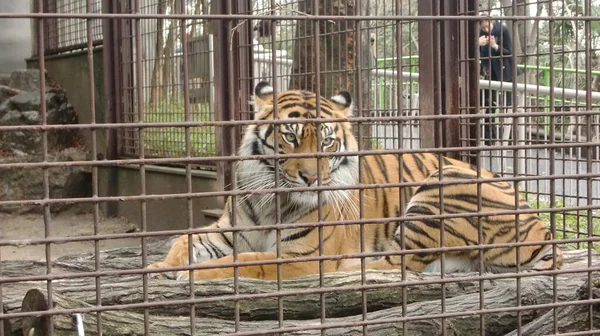 a tiger is sitting sad in an iron cage