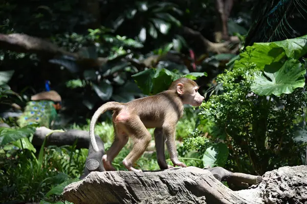a monkey is walking in a tree with a background of plants