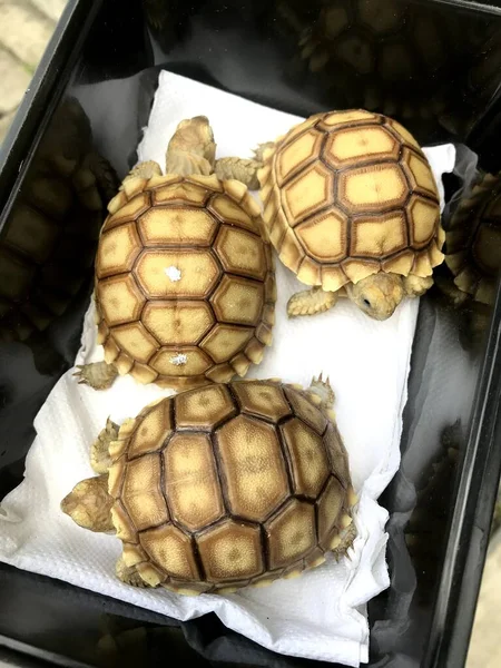 three turtles in a clear cube box