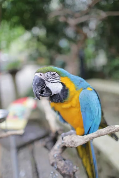 a blue feather parrot perched on a tree trunk