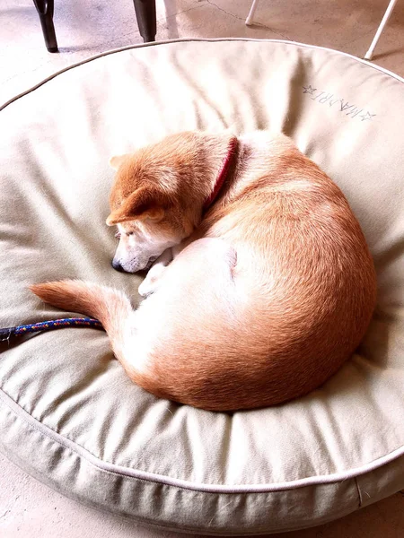 a brown dog sleeping in a circle on a pillow