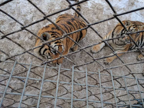 two tigers are sitting in an iron cage