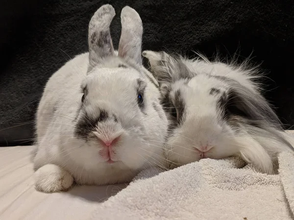 two white rabbit is eating grass on the backyard.Little grey bunny rabbit.Rabbit's eyes are like suffering.