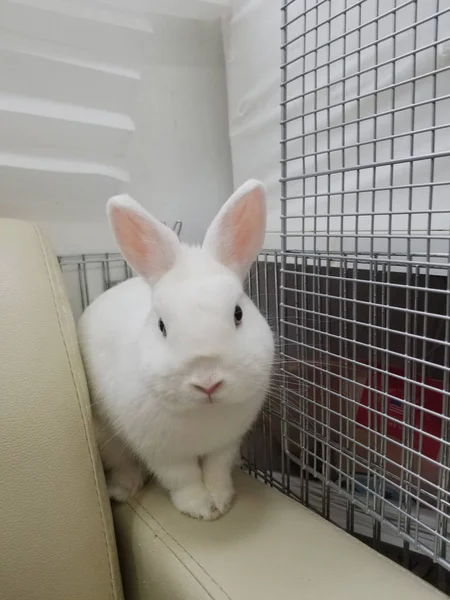 white rabbit is stand on cage.Little grey bunny rabbit.Rabbit\'s eyes are like suffering.