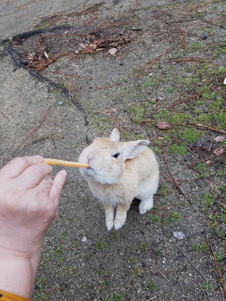 White rabbit is eating carrot on the backyard.Little grey bunny rabbit.Rabbit\'s eyes are like suffering.
