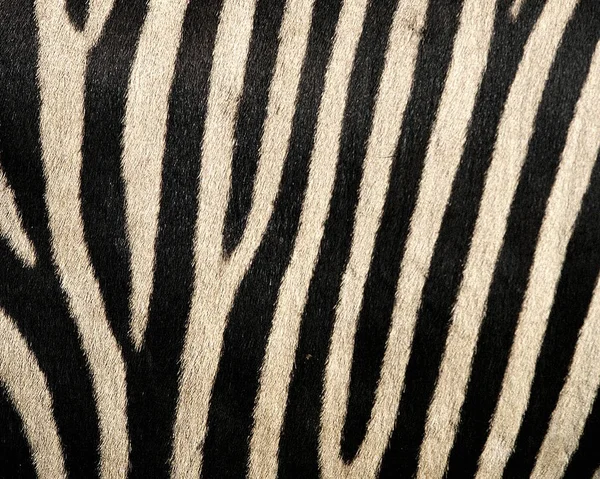 zebra skin pattern texture repeating monochrome Texture animal prints background