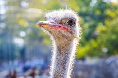 Close-up view of ostrich head. Image