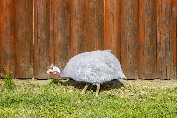 Guineafowl Doméstico Camina Alrededor Del Patio Busca Insectos Hierba Imagen — Foto de Stock