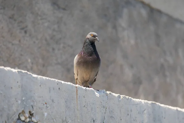 Domestic Pigeon Standing Sunny Concrete Wall Image — Stock Photo, Image