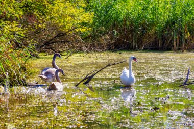 Wild swans in the Imperial Pond nature reserve. Carska Bara, Vojvodina, Serbia. Image clipart