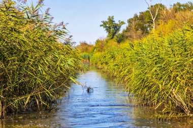 Sulak arazinin ayrıntıları. İmparatorluk Göleti Doğa Koruma Alanı. Carska Bara, Voyvodina, Sırbistan. Resim