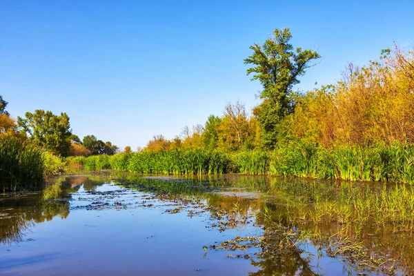 Sulak arazinin ayrıntıları. İmparatorluk Göleti Doğa Koruma Alanı. Carska Bara, Voyvodina, Sırbistan. Resim