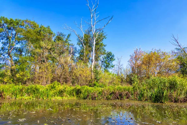 Sulak arazinin ayrıntıları. İmparatorluk Göleti Doğa Koruma Alanı. Carska Bara, Voyvodina, Sırbistan. Resim