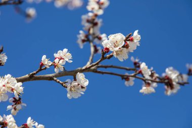 Beyaz çiçekli ağaç dallarının bahar zamanı ayrıntıları. Resim