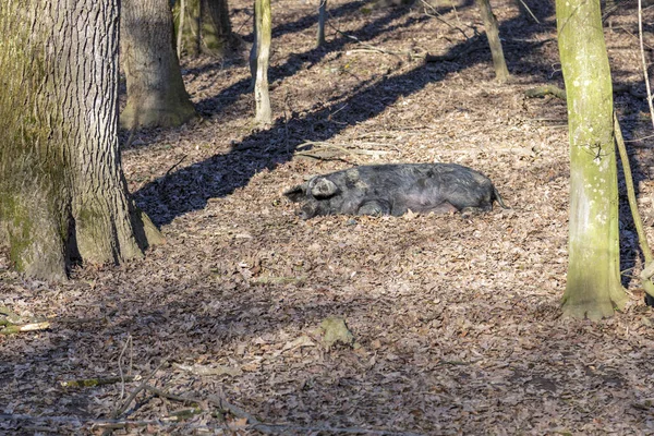 Mangalica domuzu güneşleniyor, ormanda dışarıda tutuluyor. Serbest domuz üretimi. Resim