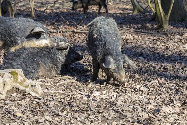 Bir grup Mangalica domuzu ormanda dışarıda tutuluyor. Serbest domuz üretimi. Resim