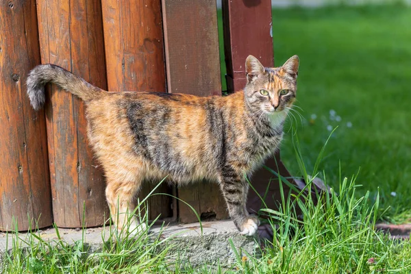 Güneşli bir günde verandanın yanında duran genç, sevimli kedi.