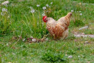 Otlakta yürüyen tavuk..