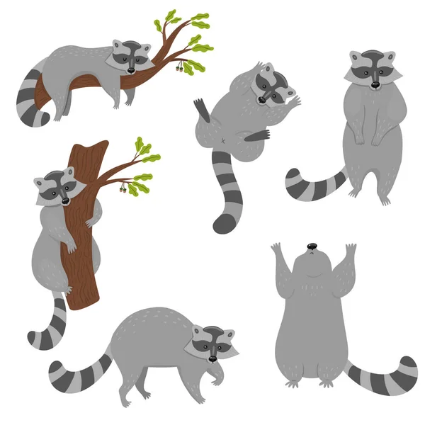 Set of raccoons isolated on a white background. Vector graphics. — Stock Vector