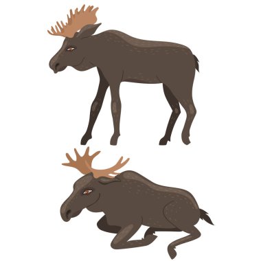 Two moose isolated on a white background. Vector graphics. vector