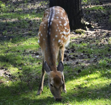 Sika geyiği yazın ot yer. Fotoğraf resmi.