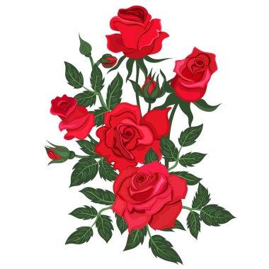 Beyaz arka planda izole edilmiş kırmızı güller. Vektör grafikleri.