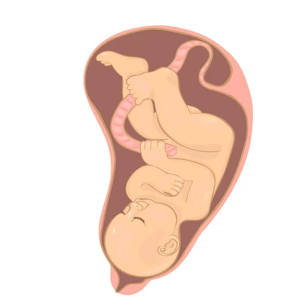 Baby in the womb Isolated on a white background. Vector graphics. — Stock Vector