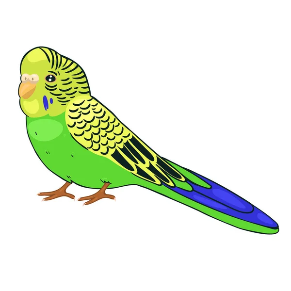 Budgie verde isolado em um fundo branco. Gráficos vetoriais . — Vetor de Stock