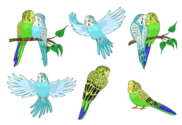 Set of budgies isolated on white background. Vector graphics. — Stock Illustration Set of budgies isolated on white background. Vector graphics. Stock Vector