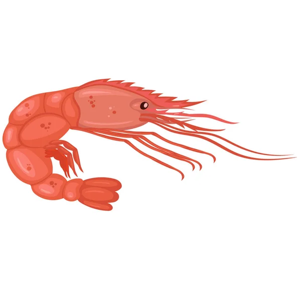 Shrimp isolated on a white background. Vector graphics. — Stock Vector
