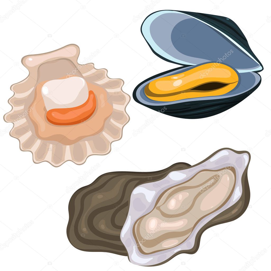 Seafood collection. Scallop, mussel and oyster isolated on white background. Vector graphics.