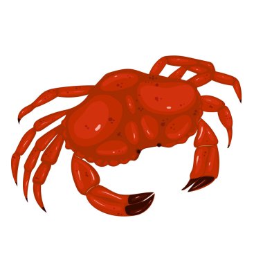 Kırmızı yengeç beyaz arka planda izole edilmiş. Vektör grafikleri.