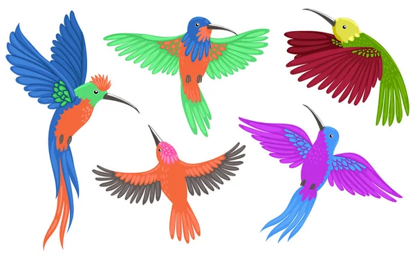 Kolibri Fåglar Satt Isolerad Vit Bakgrund Vektorbild — Stock vektor