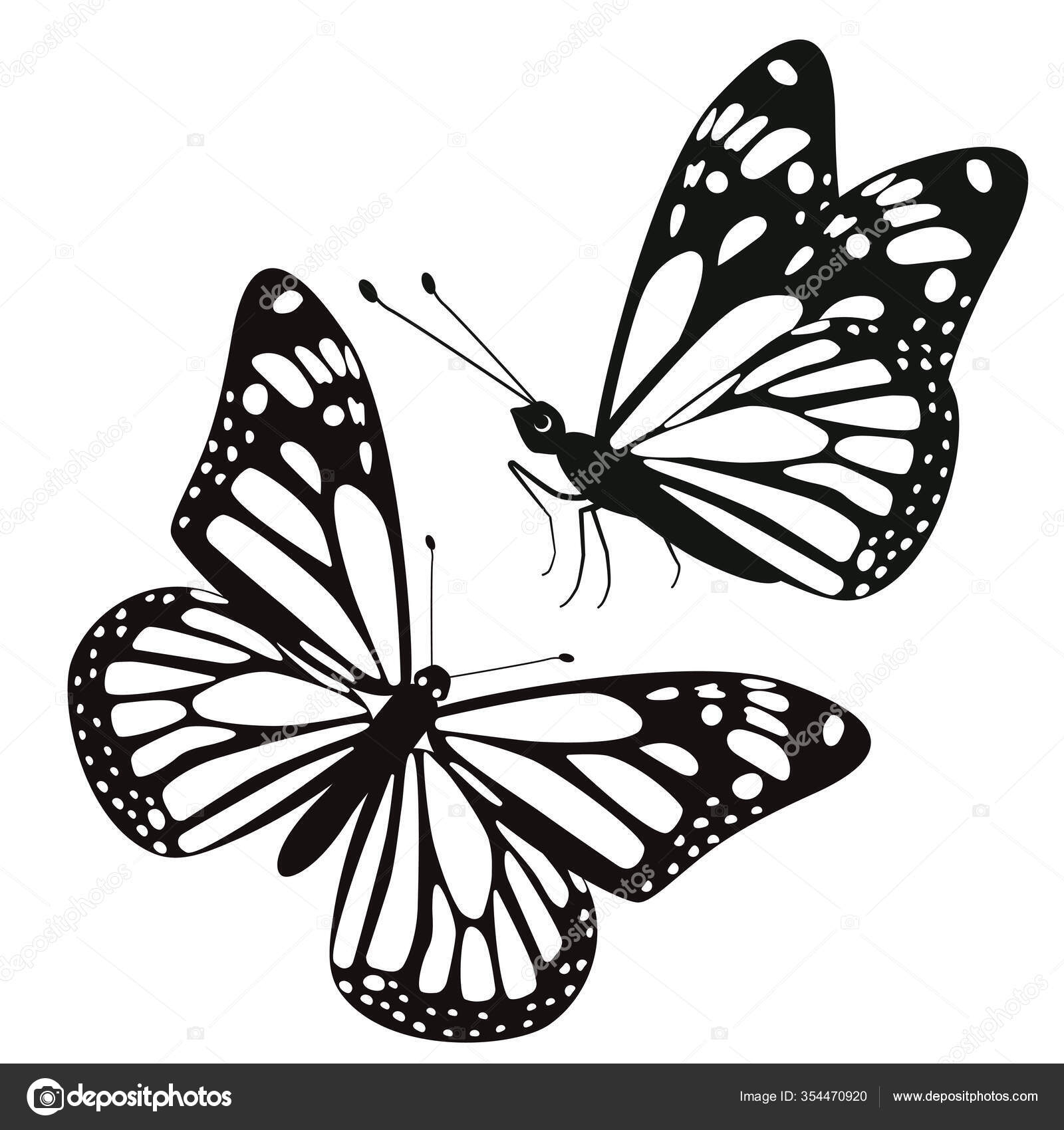Black And White Butterfly Artwork