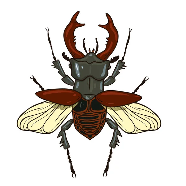 Stag Beetle Isolate White Background Vector Image — Stock Vector