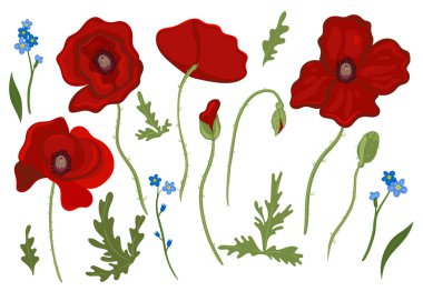 Çiçeksel elementler, gelincikler ve beyaz arka planda izole edilmiş unutmabeni-notlar. Vektör resmi.