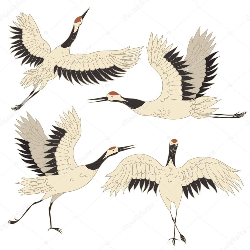 Set of Japanese crane birds isolated on a white background. Vector image