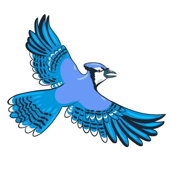 Bluejay Drawing Vector Grafico Vectorial Imagenes De Bluejay Drawing Vectoriales De Stock Depositphotos