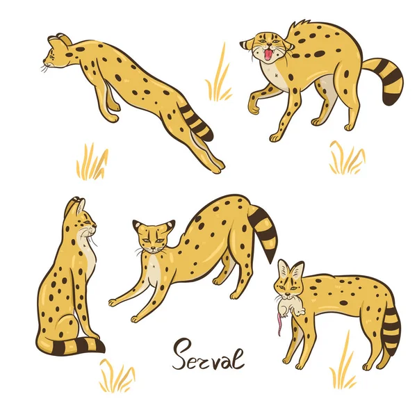 Ensemble Serval Isolé Sur Fond Blanc Image Vectorielle — Image vectorielle