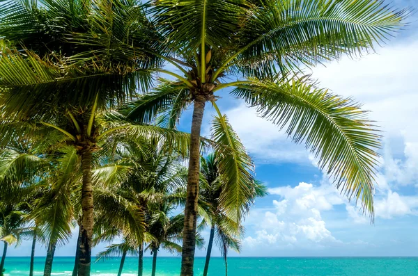 Майами-Бич-Пальмс — стоковое фото