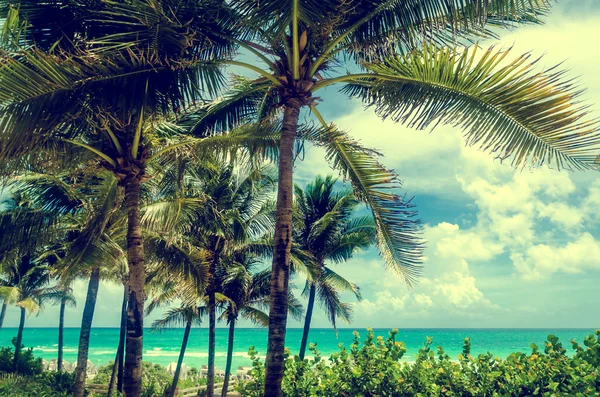 Miami Beach Palm, efekt Retro — Zdjęcie stockowe