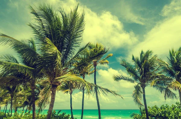 Miami Beach Palm - efekt retro — Zdjęcie stockowe