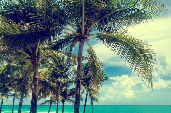 Miami Beach Palms — Fotografia de Stock