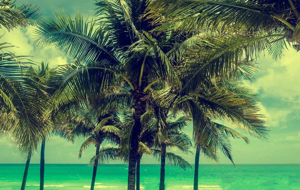 Miami Beach Palm - efekt retro — Zdjęcie stockowe