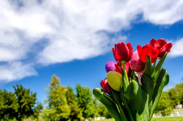 Пасхальные яйца и ярко-красные тюльпаны на фоне травы — стоковое фото