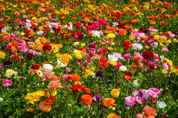 Coloridos campos de Ranunculus — Foto de Stock
