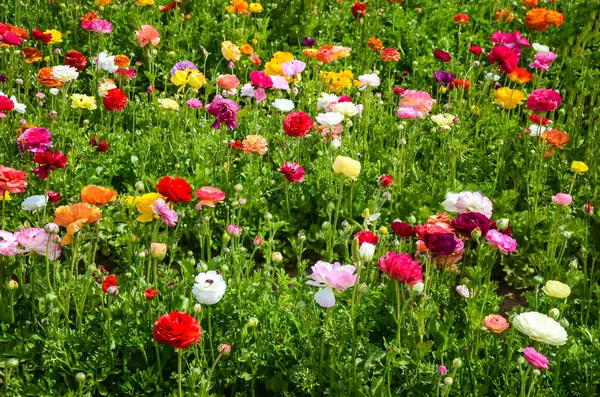 Campo colorato di Ranunculus — Foto Stock