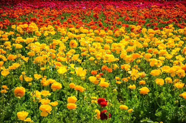 Kleurrijke Ranunculus veld — Stockfoto