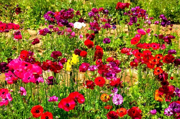 Kleurrijke Ranunculus veld — Stockfoto